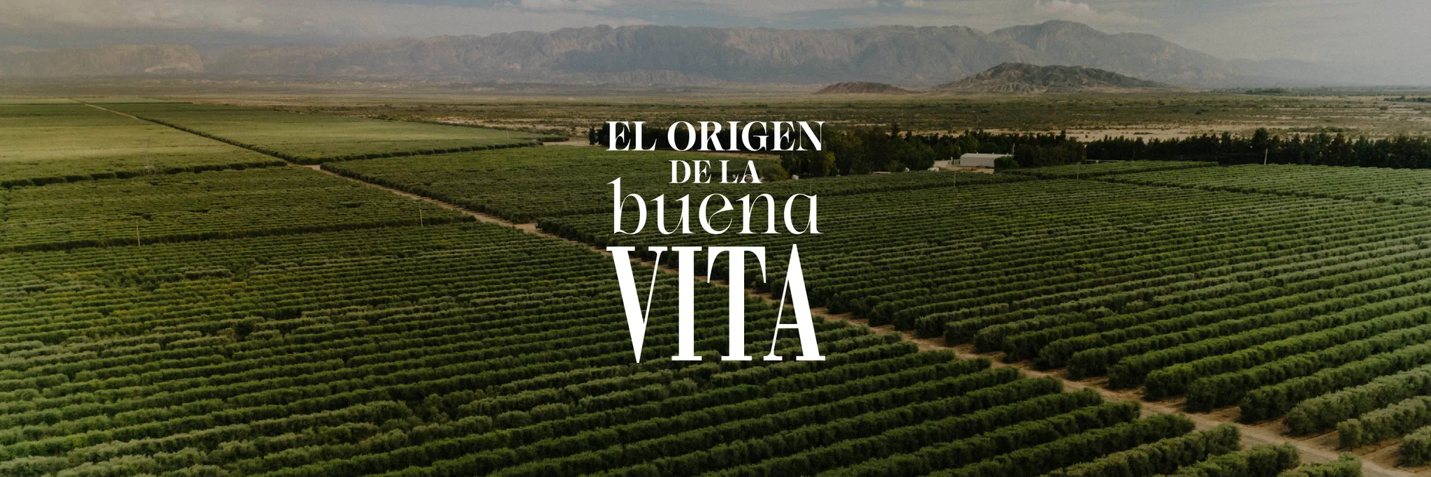 El sabor premium de Oliovita